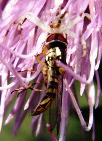 Crab Spider eats fly