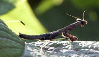 praying mantis ivy