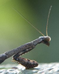 praying mantis ivy