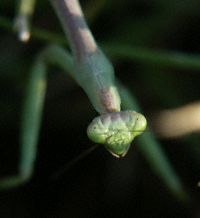 praying mantis