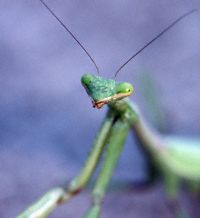 praying mantis