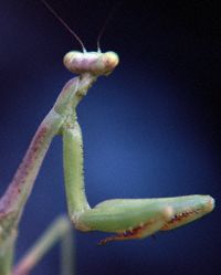 praying mantis