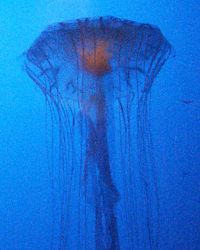 jellyfish - columbus