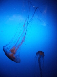 jellyfish - columbus