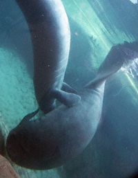 Manatee Photo