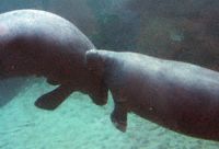 Manatee Photo