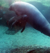 Manatee Photo