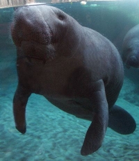 Manatee Photo