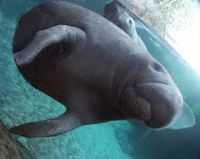 Manatee Photo