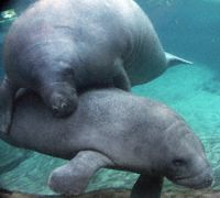 Manatee Photo