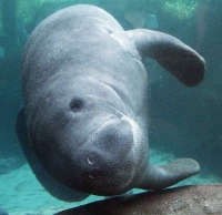 Manatee Photo