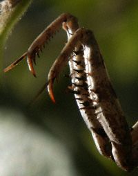 Praying Mantis claws