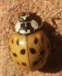 Lady Beetle