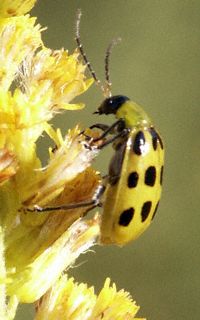 corn root worm adult