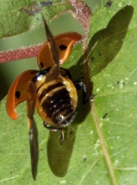 Lady Beetle Wings