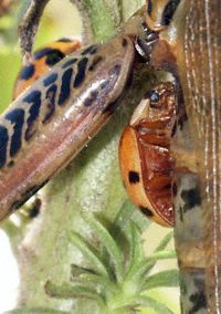 Lady Beetle eat grasshopper