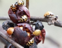 Lady Beetle swarming grapes