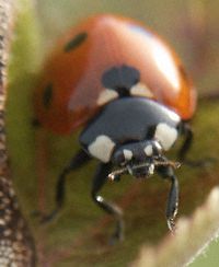 Lady Beetle