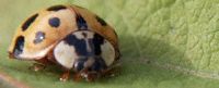 Lady Beetle