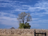 Tree in Field