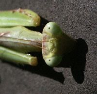 Green Mantis - Westgate Park