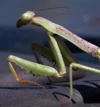 Green Mantis - Westgate Park