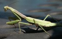 Green Mantis - Westgate Park