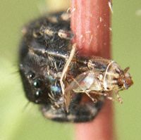 Spider eating Leafhopper