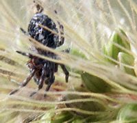 tiny spider in grass seeds