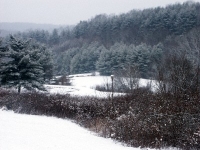 snowy morning