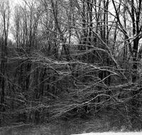 snowy branches
