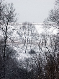 distant trees