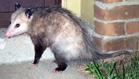 opossum