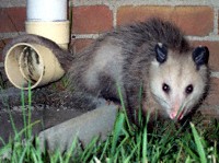 opossum