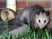 opossum