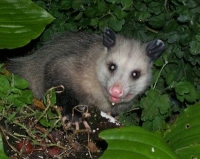 opossum