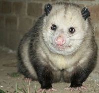 fat opossum