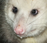 opossum