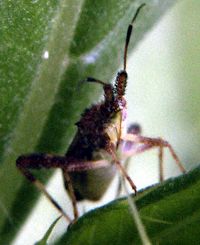 spiny insect