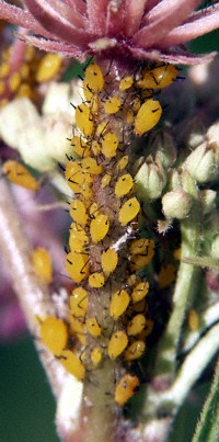 aphids on stem