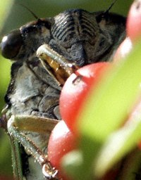 cicada