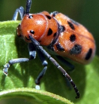 orange beetle