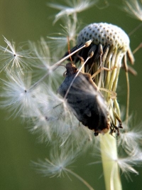 stink bug