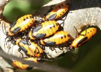 orange milkweed bugs