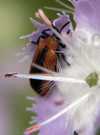 beetle in flower