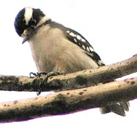 downy woodpecker