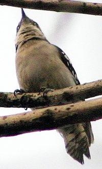 Downy woodpecker