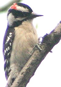 Downy woodpecker