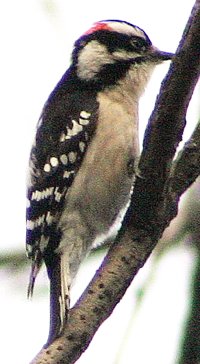 Downy woodpecker