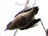 Downy woodpecker